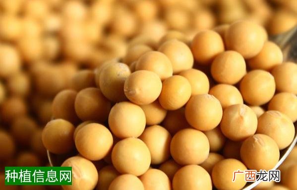 玉米红蜘蛛的防治方法介绍