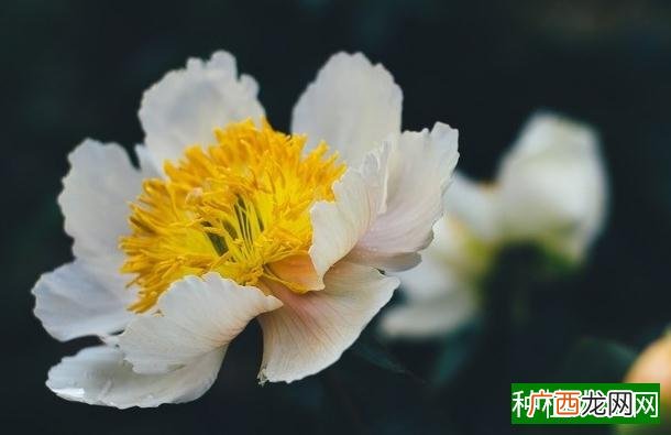 蓝莓打药吗,蓝莓需要打药吗
