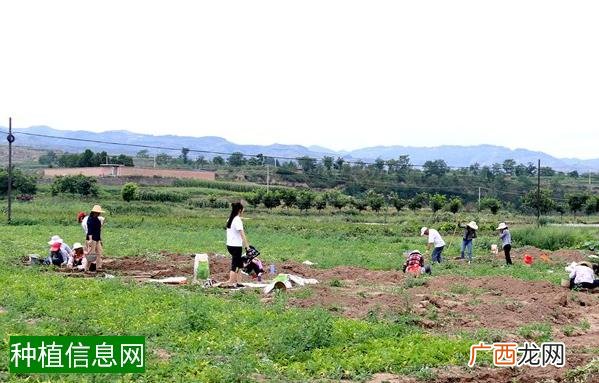花生蔬菜套种需注意的问题