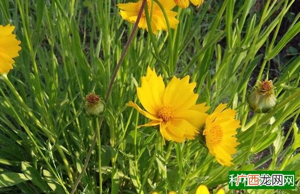 柠檬香薄荷怎么种植,种植柠檬香薄荷的方法