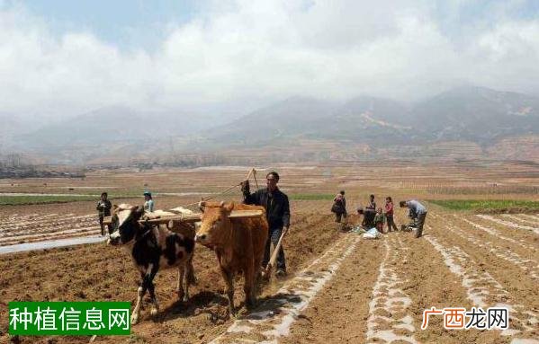 小麦基肥的正确应用方法