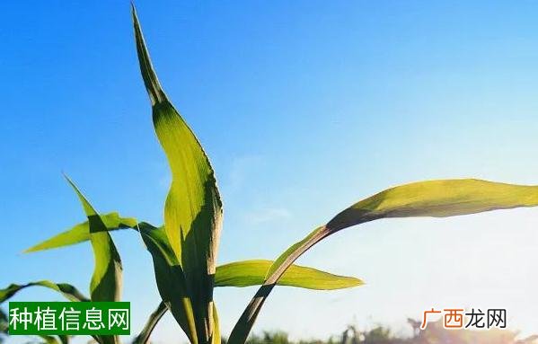 玉米秃顶的原因及防治措施分析介绍