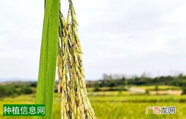 大穗玉米合理追肥很重要