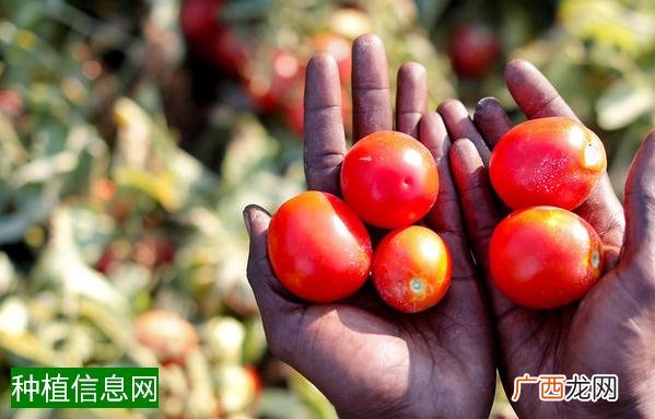 小麦管蓟马有哪些为害特点？农户们该怎么防治？