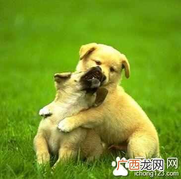 狗几个月可以开始训（狗狗训练黄金时期什么时