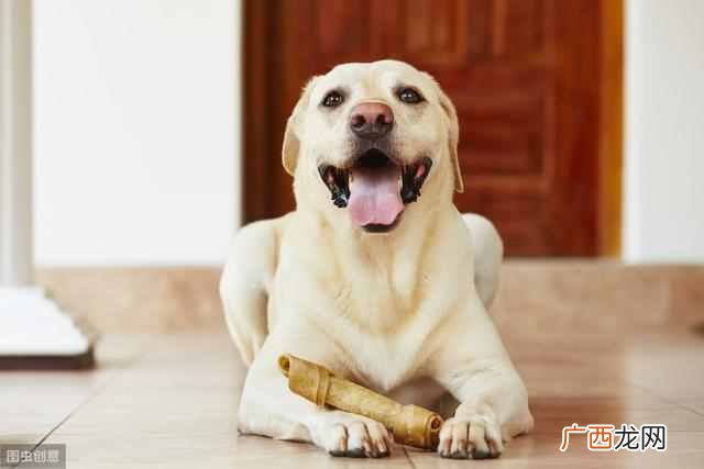 怎么训练狗狗听懂你的话 宠物狗的训练方法