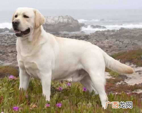 宠物狗狗训练注意事项 怎么样训练宠物狗