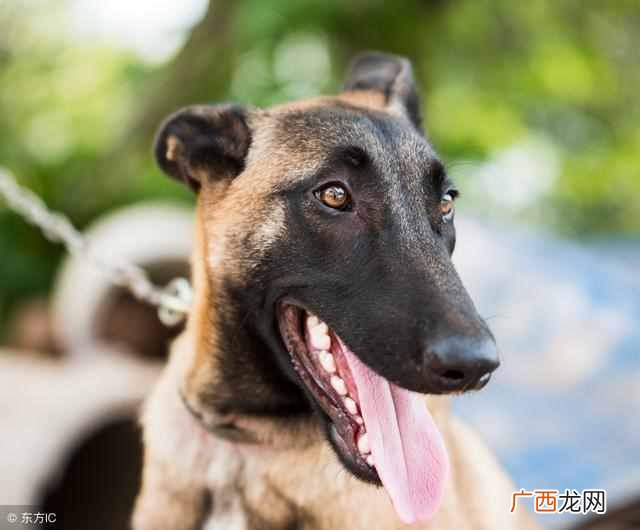 专业训狗方法大全 专业训狗用的什么方法