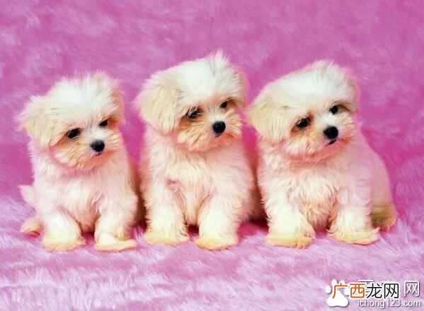 狗坐训练有什么方法（怎样训练狗狗长时间坐着