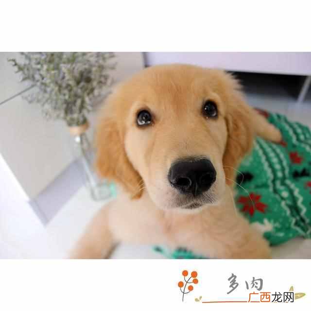 金毛狗训练有哪些方法（金毛狗狗训练方法技巧