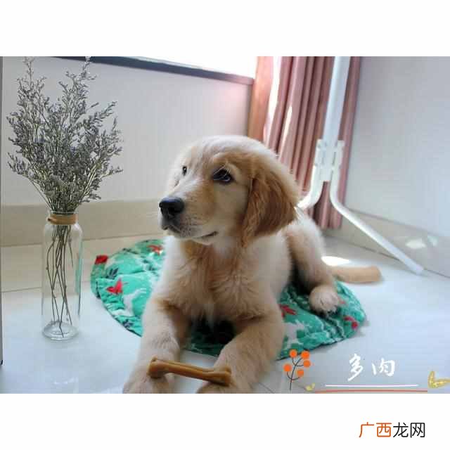 金毛狗训练有哪些方法（金毛狗狗训练方法技巧