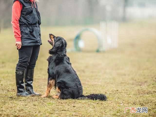 训狗的价格一般多少钱（狗狗训练价格贵效果更