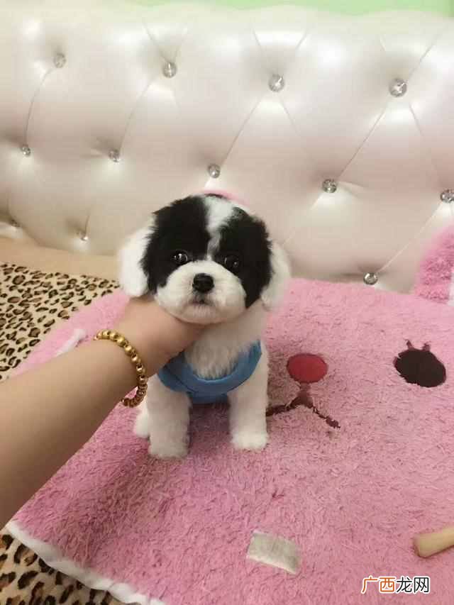 狗从多大训练比较好（狗狗三个月的时候可以开