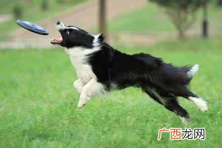 狗从多大训练比较好（狗狗三个月的时候可以开
