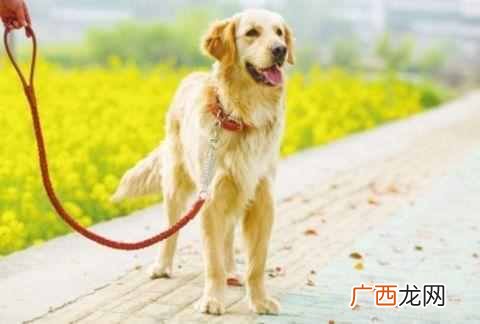 户外训狗要注意什么 训狗的地方怎么选择
