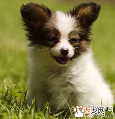 训狗学校是怎么收费的 训狗多少钱一个月