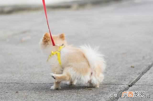 训练狗狗要准备什么（小狗应该怎么训练菜听话