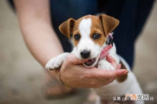 训练狗狗要准备什么（小狗应该怎么训练菜听话