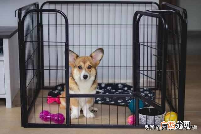 训练狗狗要准备什么（小狗应该怎么训练菜听话