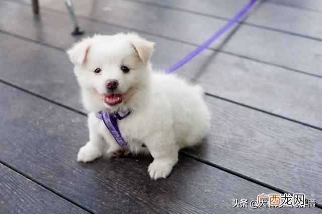 训练狗狗要准备什么（小狗应该怎么训练菜听话