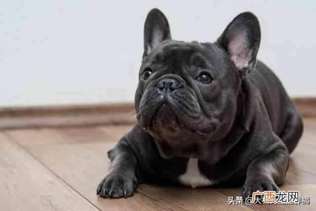 训练狗狗要准备什么（小狗应该怎么训练菜听话
