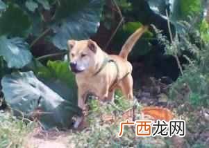猎狗训练有什么方法（如何训练出一条优秀的猎