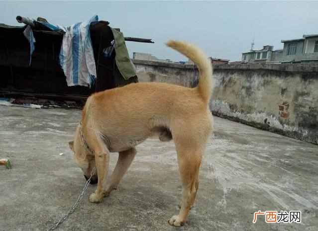猎狗训练有什么方法（如何训练出一条优秀的猎