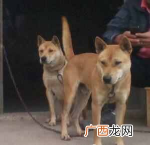 猎狗训练有什么方法（如何训练出一条优秀的猎