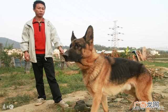狼狗训练方法分享 狼狗怎么训练才好