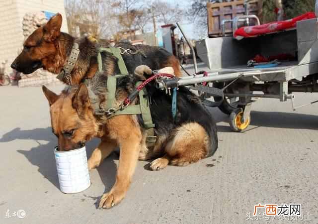 狼狗训练方法分享 狼狗怎么训练才好