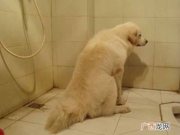 简单的狗狗训练方法参考 宠物狗狗怎么训练