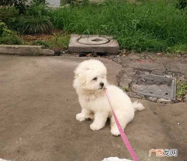 泰迪狗狗基础训练方法 泰迪狗怎么训练