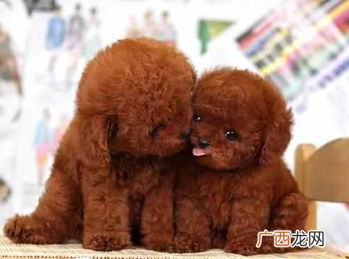 训练泰迪狗狗有什么方法（泰迪狗狗定点大小便