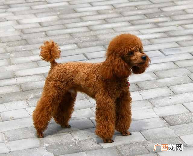 训练泰迪狗狗有什么方法（泰迪狗狗定点大小便