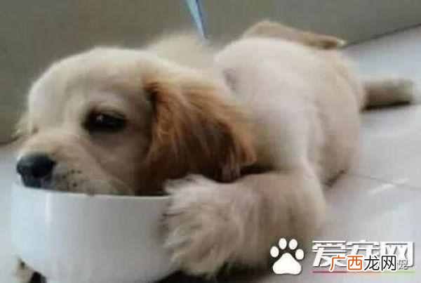 让狗狗听话的训狗教程（狗狗用餐训练方法分享