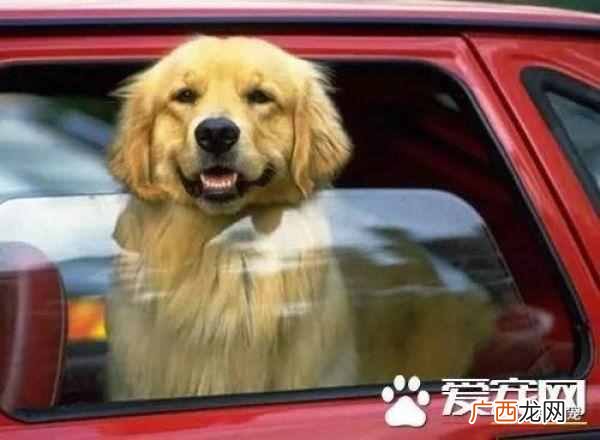 让狗狗听话的训狗教程（狗狗用餐训练方法分享