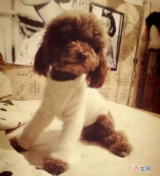 训泰迪狗有哪些方法（教你几种训练狗狗的技巧