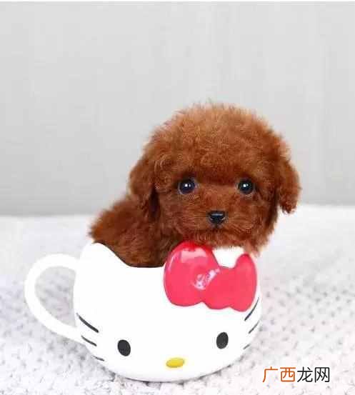 训泰迪狗有哪些方法（教你几种训练狗狗的技巧