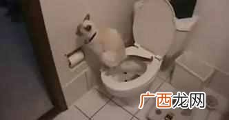 怎么培训狗狗使用马桶（狗狗使用马桶训练方法