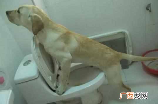怎么培训狗狗使用马桶（狗狗使用马桶训练方法