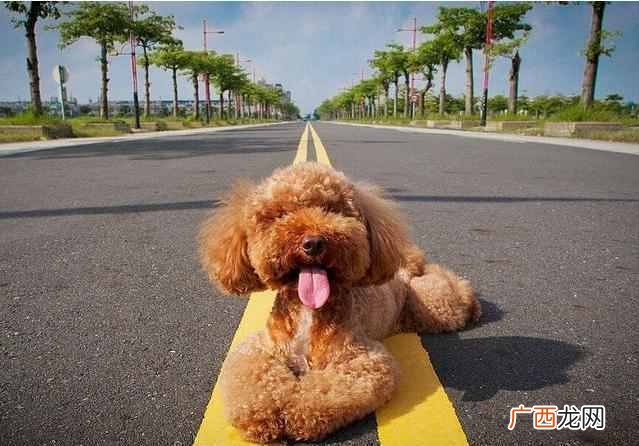 新手训练泰迪狗狗技巧 泰迪狗狗怎么训练