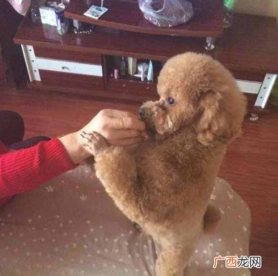 新手训练泰迪狗狗技巧 泰迪狗狗怎么训练