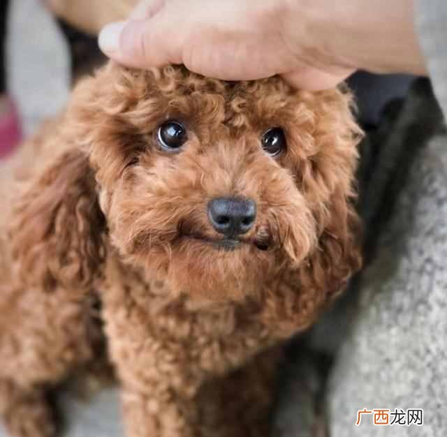 新手训练泰迪狗狗技巧 泰迪狗狗怎么训练
