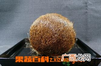 中药麝香性味归经 麝香功效作用及应用