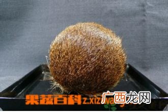 中药麝香性味归经 麝香功效作用及应用