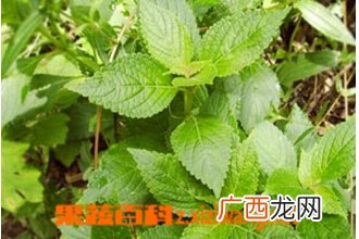 中药小飞杨的功效与作用