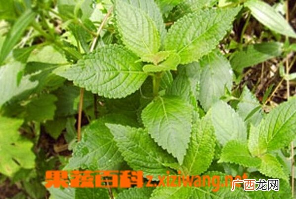 中药小飞杨的功效与作用