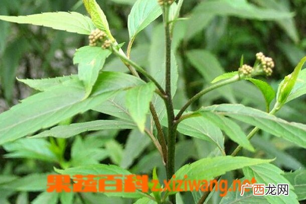 佩兰叶的功效与作用 佩兰叶的药用价值