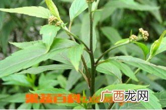 佩兰叶的功效与作用 佩兰叶的药用价值