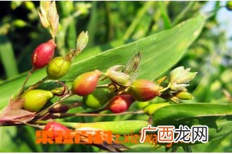 叶上珠根的功效与作用